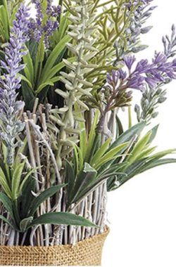 Lavanda 12″