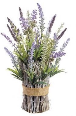 Lavanda 12″