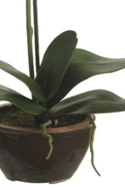 Orquídea