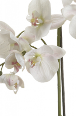 Orquídea