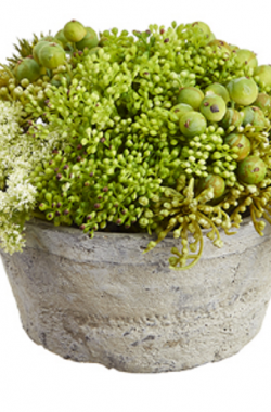 Arreglo Sedum / Berry de 6 «
