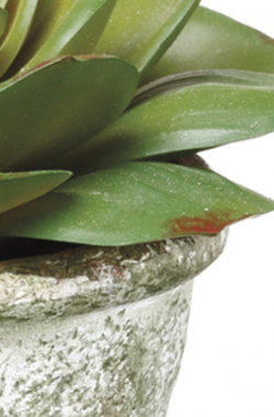 Echeveria en Mache Pot 4″